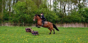 hair, horse, bridle, rein, sports