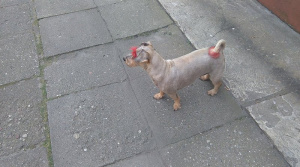 dog