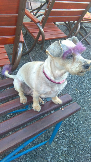dog, pet