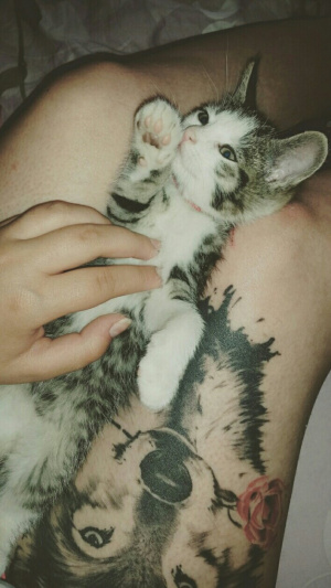 cat