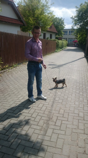 jeans, denim, leisure, standing, dog
