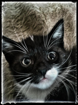 cat, pet