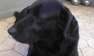 dog, pet
