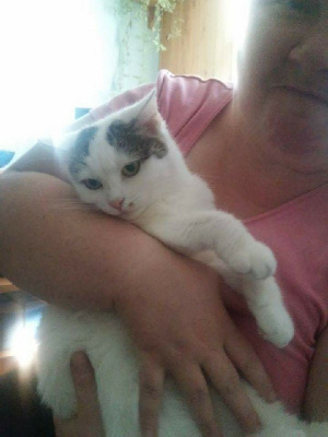 dog, cat, pet