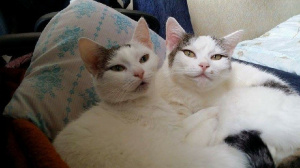 cat, pet