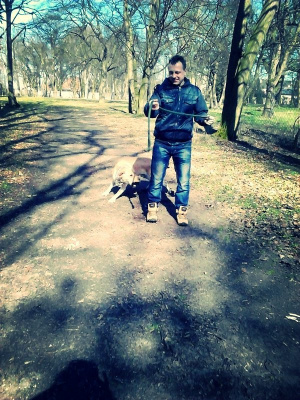 forest, dog
