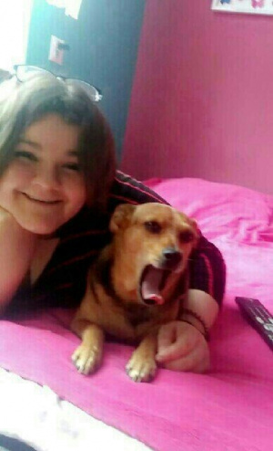 dog, pet