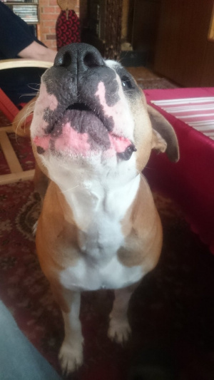 dog