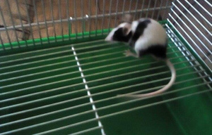 dog, cage