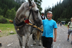 horse, bridle, rein