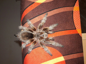 insect