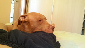 dog, pet