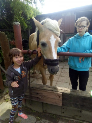 vacation, horse