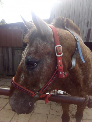 hair, horse, bridle, rein