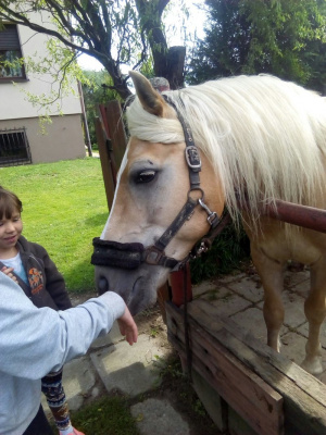 hair, horse, bridle, rein