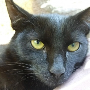 cat, pet