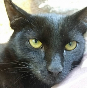 cat, pet