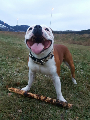 dog, pet