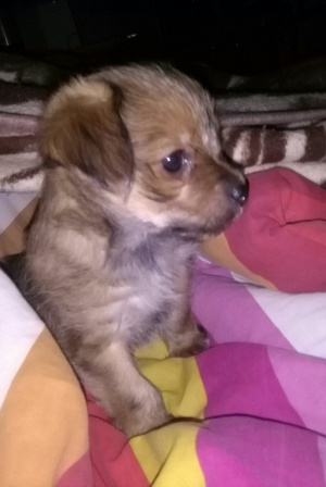 dog, pet