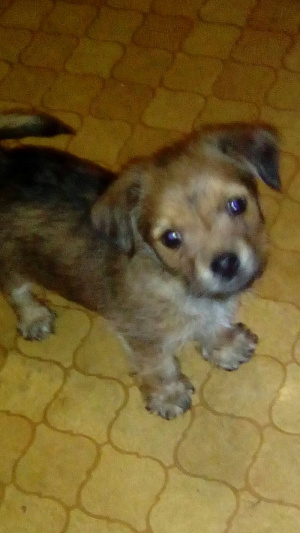 dog, pet