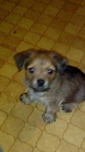 dog, pet