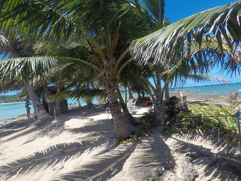 vacation, food, beach, plant
