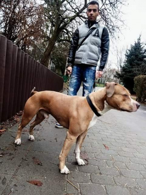 jeans, dog, pet