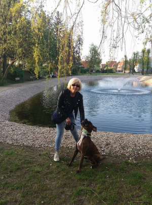 dog, pet