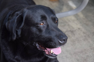 dog, pet