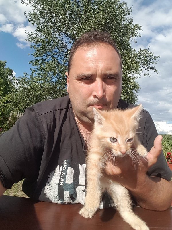 dog, cat, pet