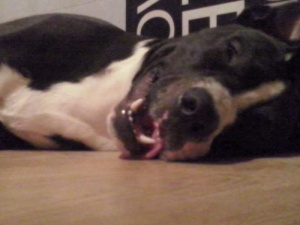 dog, pet