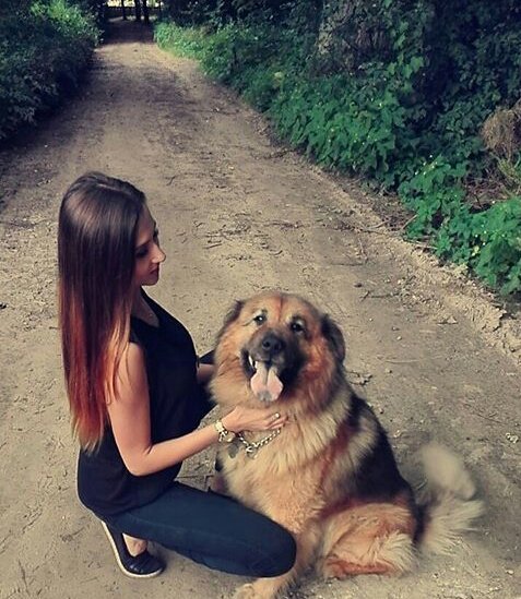 sitting, dog, pet