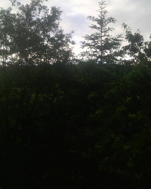 forest, branch, jungle