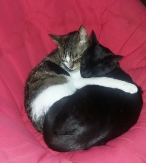 dog, cat, pet