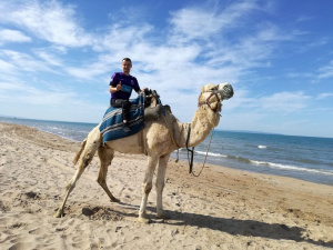 beach, horse, sand, desert
