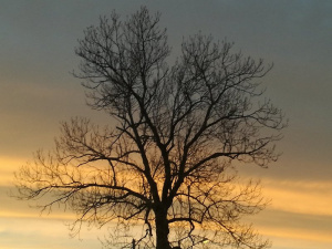 sky, branch, twig, sunset