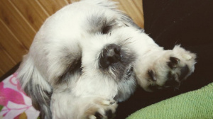 dog, cat, pet