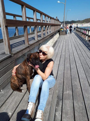 dog, pet