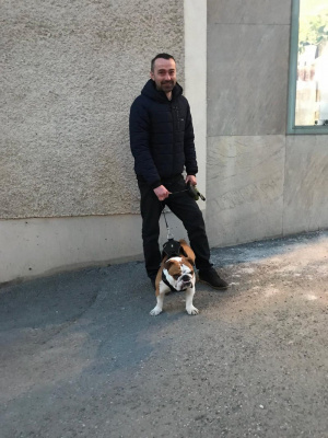 dog, pet
