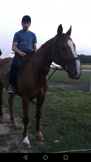 hair, horse, bridle, rein, sports