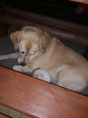 dog, cat, pet
