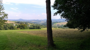 field, sky, forest, plant