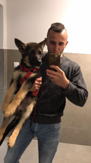 dog, pet