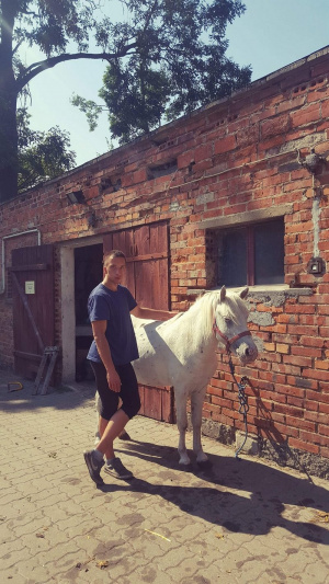 horse
