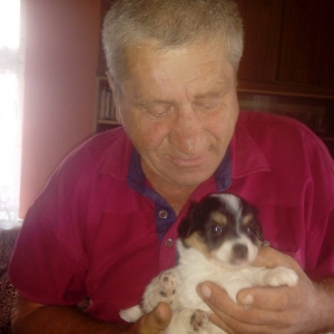 skin, dog, pet