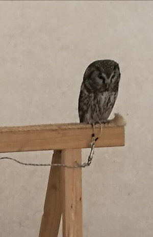 bird
