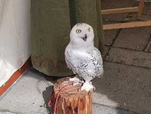 bird