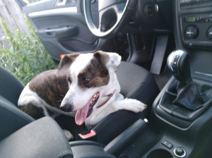 dog, pet, vehicle, car