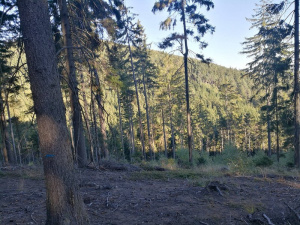 sky, forest, plant, trunk
