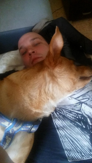 muscle, beard, dog, pet